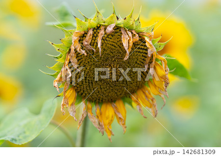 Sunflower standing tall in a field as summer wanes each petal telling stories of sunlit days and gentle breezes Sunflower standing tall in a field as summer wanes each petal telling stories of sunlit days and gentle breezes 142681309