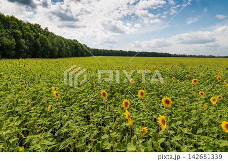 Vibrant sunflower field under a bright blue sky with fluffy clouds in a peaceful rural landscape Vibrant sunflower field under a bright blue sky with fluffy clouds in a peaceful rural landscape 142681339