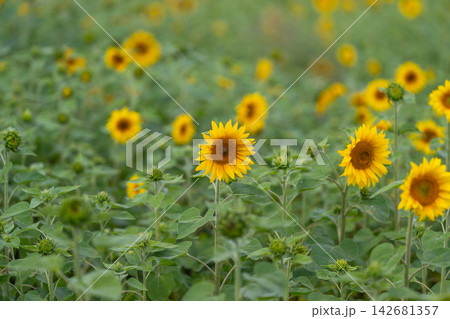 Sunflowers blooming under the warm sun in a vibrant field during late spring Sunflowers blooming under the warm sun in a vibrant field during late spring 142681357