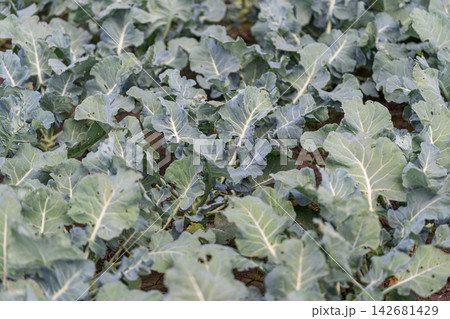 Vibrant broccoli plants thrive under the sun in a lush green field Vibrant broccoli plants thrive under the sun in a lush green field 142681429