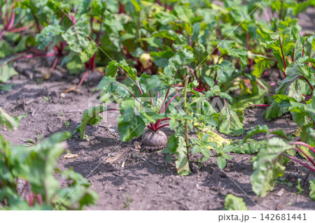 Vibrant beet plants thrive in a sunlit garden showcasing their lush green leaves and bold red stems 142681441