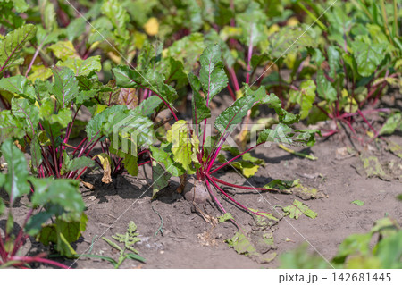 Vibrant beet plants thriving in a sunlit garden with rich earthy soil 142681445