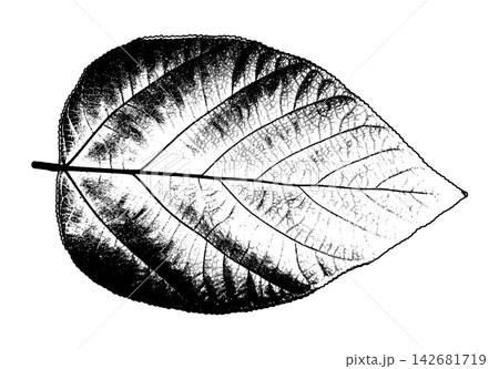Dark shaded leaf skeleton with prominent veins and delicate botanical detail Dark shaded leaf skeleton with prominent veins and delicate botanical detail 142681719