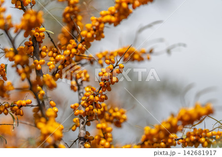 Bright sea buckthorn berries glimmer in the sunlight showcasing nature's vibrant colors and rich textures in the wild Bright sea buckthorn berries glimmer in the sunlight showcasing nature's vibrant colors and rich textures in the wild 142681917