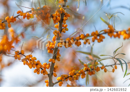 Vivid sea buckthorn berries shining under the warm sun on a clear day Vivid sea buckthorn berries shining under the warm sun on a clear day 142681932