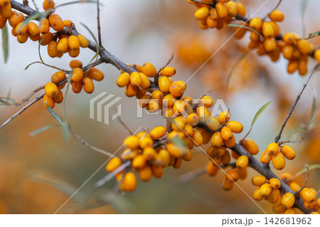 Vibrant sea buckthorn berries glistening under the soft sunlight 142681962