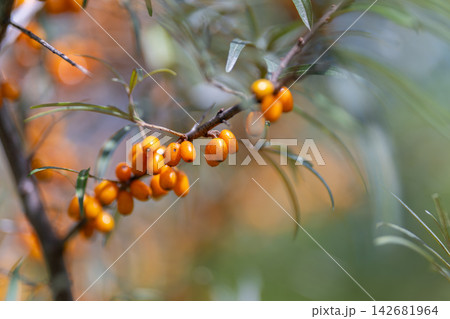 Vibrant sea buckthorn berries hanging gracefully on a branch in a sunlit forest during the golden hours of autumn 142681964