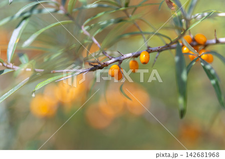 Vibrant sea buckthorn berries basking in sunlight among lush green leaves in a serene garden 142681968