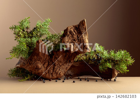 Juniper branches with berries and old wooden snags on a beige background. 142682103