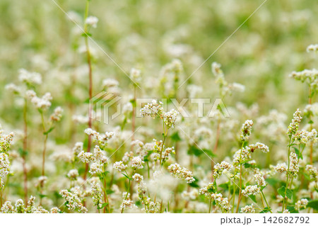 Close-up of a blooming buckwheat field 142682792
