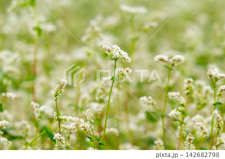 Close-up of a blooming buckwheat field 142682798