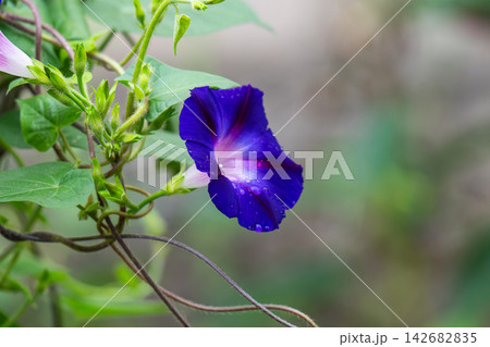 A beautiful bindweed flower in the vegetable garden A beautiful bindweed flower in the vegetable garden 142682835