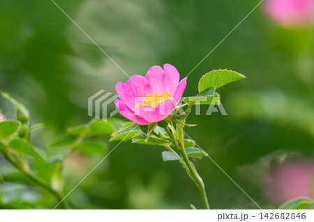 pink rosehip flowers 142682846