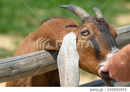 Nubian goat Nubian goat 142682853