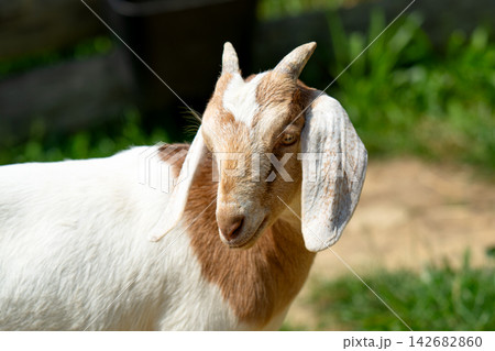 Nubian goat Nubian goat 142682860