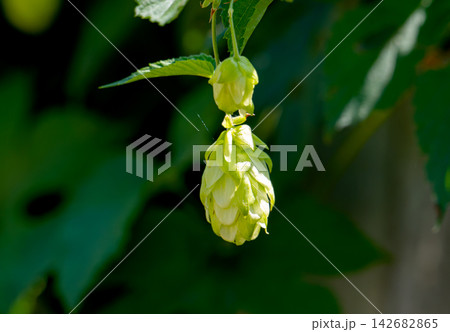 growing hop vines in summer growing hop vines in summer 142682865