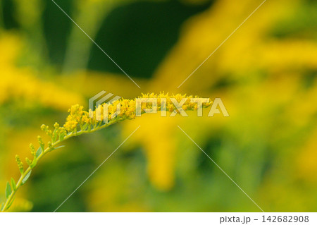 Yellow panicles of Solidago flowers in August. Yellow panicles of Solidago flowers in August. 142682908