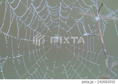 spiderweb with water droplets in a meadow. spiderweb with water droplets in a meadow. 142682910