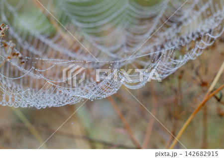 spiderweb with water droplets in a meadow. spiderweb with water droplets in a meadow. 142682915