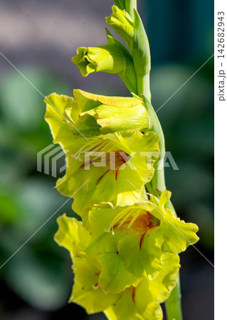 Close-up of a beautiful gladiolus flower growing Close-up of a beautiful gladiolus flower growing 142682943