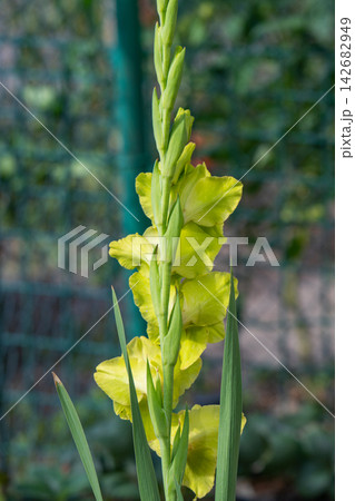 Close-up of a beautiful gladiolus flower growing Close-up of a beautiful gladiolus flower growing 142682949