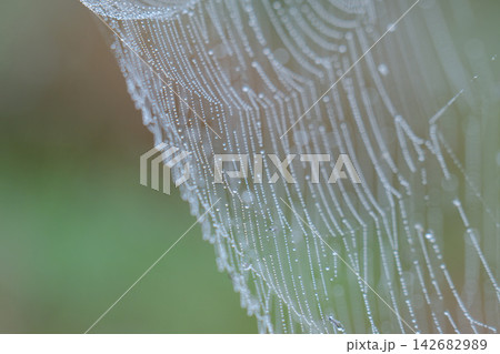 spiderweb with water droplets in a meadow. 142682989