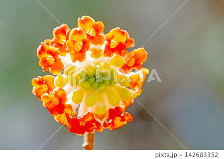 家の周りの草花 四季の色々 早春の公園の木陰 朱色の美しく優美なミツマタの花が咲きました 家の周りの草花 四季の色々 早春の公園の木陰 朱色の美しく優美なミツマタの花が咲きました 142683352
