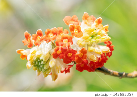 家の周りの草花 四季の色々 早春の公園の木陰 朱色の美しく優美なミツマタの花が咲きました 家の周りの草花 四季の色々 早春の公園の木陰 朱色の美しく優美なミツマタの花が咲きました 142683357
