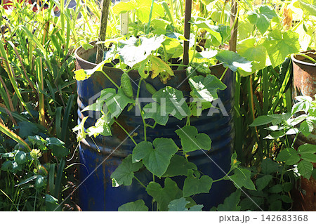 Growing cucumbers in a Russian village in the central region. Manure and rich black soil are placed into an old metal barrel, and seedlings are planted in it. The concept of eco-friendly produce, Growing cucumbers in a Russian village in the central region. Manure and rich black soil are placed into an old metal barrel, and seedlings are planted in it. The concept of eco-friendly produce, 142683368