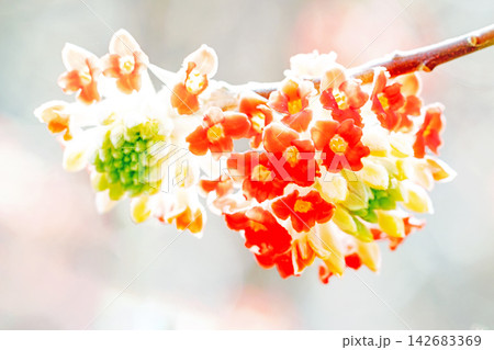 家の周りの草花 四季の色々 早春の公園の木陰 朱色の美しく優美なミツマタの花が咲きました 家の周りの草花 四季の色々 早春の公園の木陰 朱色の美しく優美なミツマタの花が咲きました 142683369