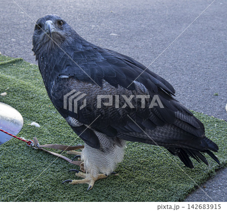 Black chested buzzard eagle stands on artificial turf facing slightly left Black chested buzzard eagle stands on artificial turf facing slightly left 142683915