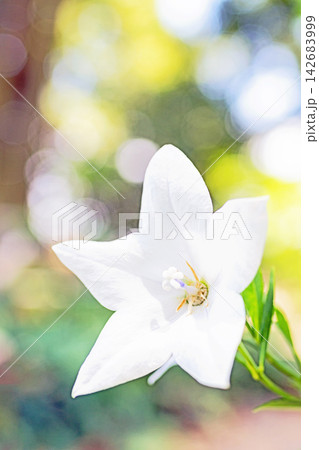 家の周りの草花 四季の色々 庭の木陰に咲く小さな紫色と白色の星形の桔梗の花が咲いています 家の周りの草花 四季の色々 庭の木陰に咲く小さな紫色と白色の星形の桔梗の花が咲いています 142683999
