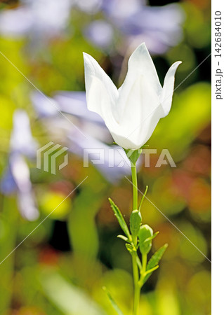 家の周りの草花 四季の色々 庭の木陰に咲く小さな紫色と白色の星形の桔梗の花が咲いています 家の周りの草花 四季の色々 庭の木陰に咲く小さな紫色と白色の星形の桔梗の花が咲いています 142684010