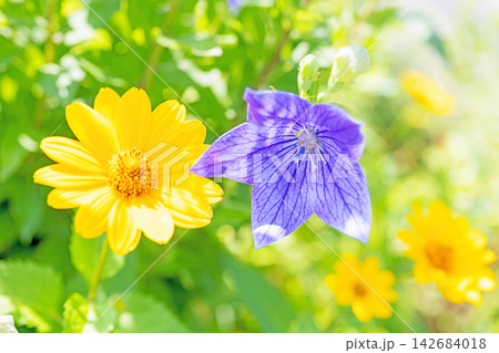 家の周りの草花 四季の色々 庭の木陰に咲く小さな紫色と白色の星形の桔梗の花が咲いています 家の周りの草花 四季の色々 庭の木陰に咲く小さな紫色と白色の星形の桔梗の花が咲いています 142684018