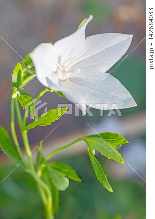家の周りの草花 四季の色々 庭の木陰に咲く小さな紫色と白色の星形の桔梗の花が咲いています 家の周りの草花 四季の色々 庭の木陰に咲く小さな紫色と白色の星形の桔梗の花が咲いています 142684033