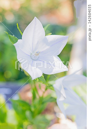 家の周りの草花 四季の色々 庭の木陰に咲く小さな紫色と白色の星形の桔梗の花が咲いています 家の周りの草花 四季の色々 庭の木陰に咲く小さな紫色と白色の星形の桔梗の花が咲いています 142684035