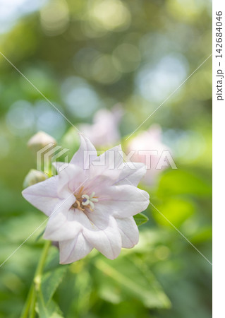 家の周りの草花 四季の色々 庭の木陰に咲く小さな紫色と白色の星形の桔梗の花が咲いています 家の周りの草花 四季の色々 庭の木陰に咲く小さな紫色と白色の星形の桔梗の花が咲いています 142684046