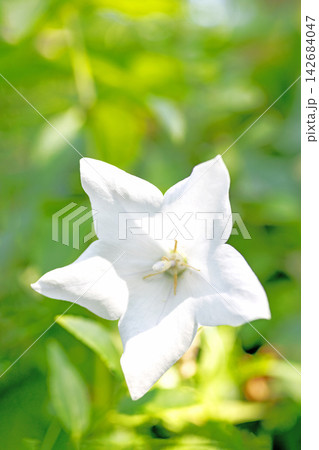 家の周りの草花　四季の色々　庭の木陰に咲く小さな紫色と白色の星形の桔梗の花が咲いています 142684047