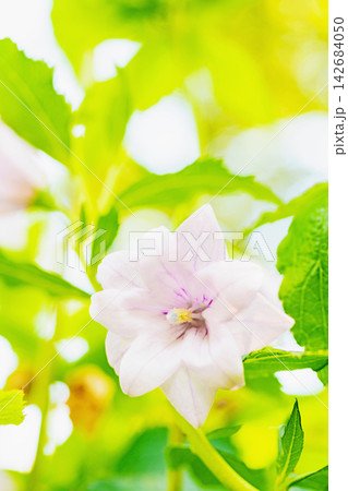 家の周りの草花 四季の色々 庭の木陰に咲く小さな紫色と白色の星形の桔梗の花が咲いています 家の周りの草花 四季の色々 庭の木陰に咲く小さな紫色と白色の星形の桔梗の花が咲いています 142684050