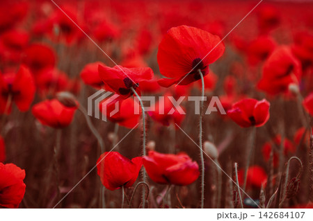 Red poppies blooming in field with vibrant colors Red poppies blooming in field with vibrant colors 142684107