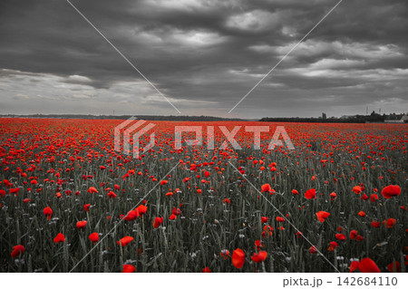 Red poppy field with storm clouds, selective color effect Red poppy field with storm clouds, selective color effect 142684110