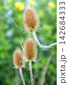 Wild teasel seed heads growing on spiny stems among lush green vegetation during bright late summer 142684333