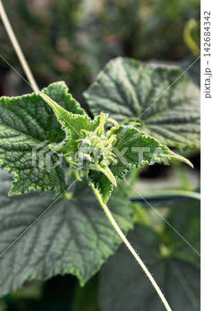 Cucumber plant growing tip with fuzzy new leaves 142684342