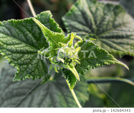 Fuzzy young cucumber shoot with curling tendril Fuzzy young cucumber shoot with curling tendril 142684343