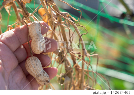 掘り起こした落花生の天日干しをチェックする男性(11月)家庭菜園 掘り起こした落花生の天日干しをチェックする男性(11月)家庭菜園 142684465