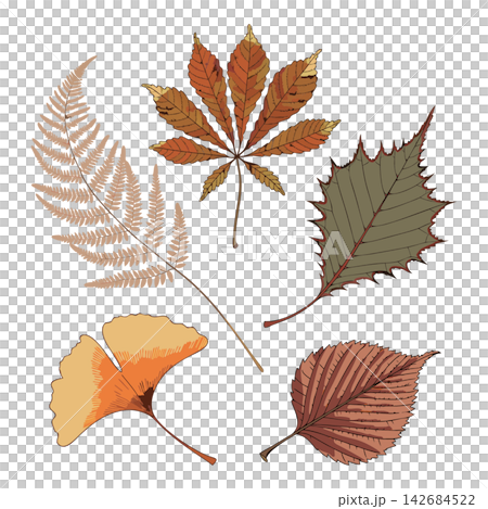 The image shows a collection of five distinct autumn leaves illustrated in warm seasonal tones 142684522