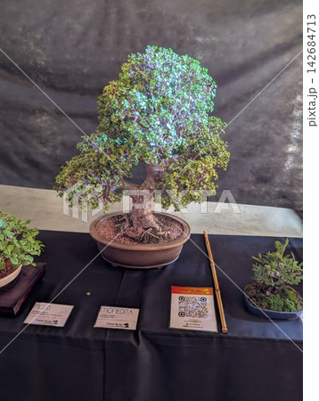 Cordoba, Argentina - October 11, 2025: Large Bonsai Tree Displayed at Japanese Culture Day Cordoba, Argentina - October 11, 2025: Large Bonsai Tree Displayed at Japanese Culture Day 142684713