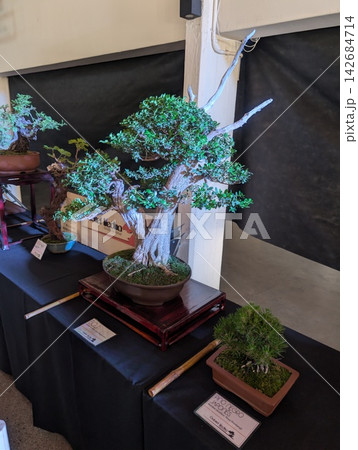 Cordoba, Argentina - October 11, 2025: Bonsai with Exposed Roots at Japanese Cultural Exhibition Cordoba, Argentina - October 11, 2025: Bonsai with Exposed Roots at Japanese Cultural Exhibition 142684714
