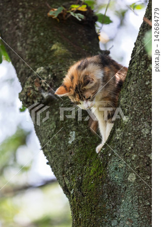 木に登る猫 木に登る猫 142684779