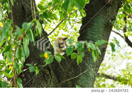 木に登る猫 木に登る猫 142684781